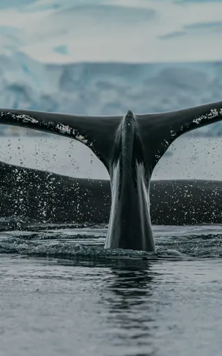 Antarctica