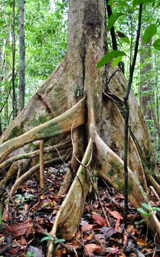 Brunei