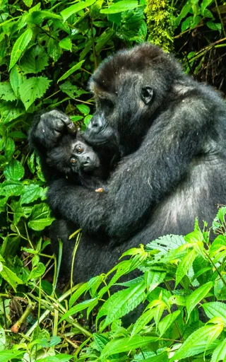 Democratic Republic of the Congo