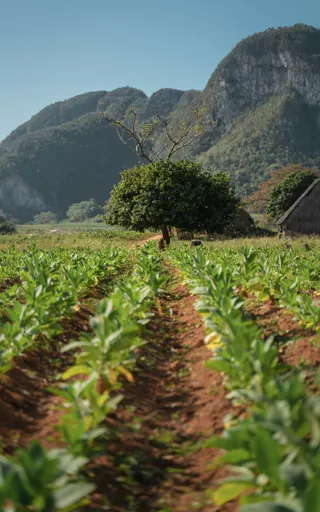 Cuba