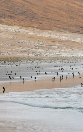 Falkland Islands