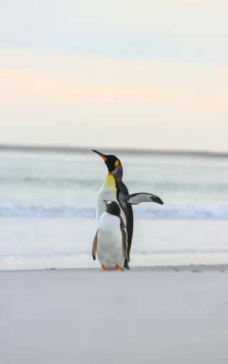 Falkland Islands