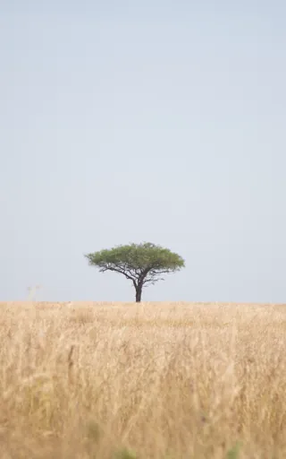 Uganda